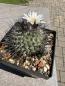 Preview: Gymnocactus viereckii v.major